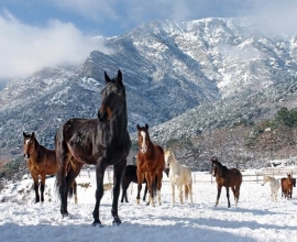 Зимние каникулы в Домбае