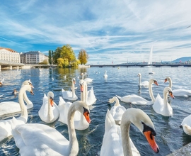 Женева и Берн, Веве и Монтре, Люцерн и Цюрих, Нюрнберг и Вюрцбург, Рейн и Рейнский водопад, Интерлакен и долина водопадов.