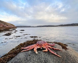 Красоты Кольского полуострова погоня за китами на краю земли в Териберке