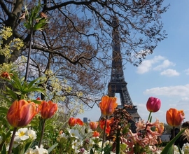 БЕРЛИН — АМСТЕРДАМ — ГААГА* — ПАРИЖ (3 ДНЯ) – НОРМАНДИЯ* — ВЕРСАЛЬ* – ЛЮКСЕМБУРГ  695 евро + 100 рублей