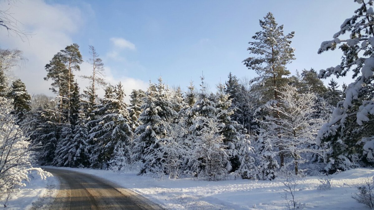 31.12.2025  Новый год в Бресте +Беловежская пуща 3 дня  490 рублей